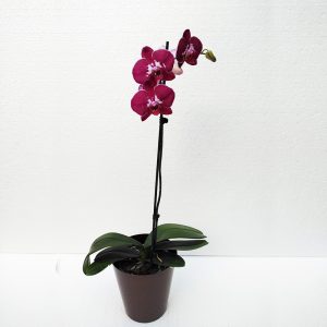 ORQUIDEAS 1
