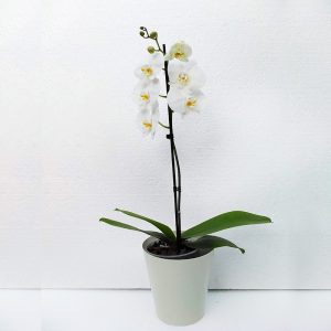 ORQUIDEAS-2