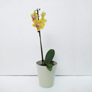 ORQUIDEAS-3