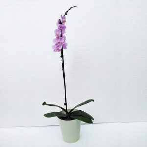 ORQUIDEAS-4
