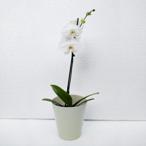 ORQUIDEAS-5
