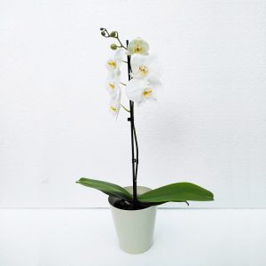 ORQUIDEAS-6