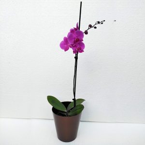 ORQUIDEAS-7
