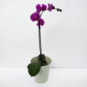ORQUIDEAS-8